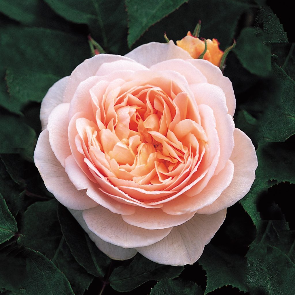 The Juliet Rose - also known as the $3 million rose